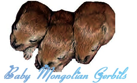 babygerbils.jpg